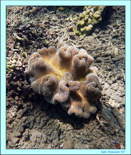 2012 - 07 - Dauin Sanctuary 21